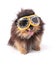 Portrait of an adorable Pomeranian bicolor with aviator glasses