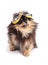 Portrait of an adorable Pomeranian bicolor with aviator glasses