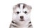 Portrait of adorable puppy breed Husky