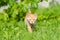Portrait of adorable red striped kitten walk thru grass.