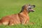 portrait of adorable rhodesian ridgeback