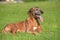 portrait of adorable rhodesian ridgeback