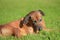 portrait of adorable rhodesian ridgeback