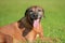 Portrait of adorable rhodesian ridgeback