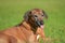 Portrait of adorable rhodesian ridgeback