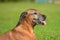 Portrait of adorable rhodesian ridgeback