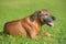 Portrait of adorable rhodesian ridgeback