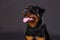 Portrait of adorable rottweiler dog.