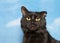 Portrait of an adorable scruffy black cat with blue sky background