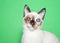 Portrait of an adorable seal point siamese kitten with bilateral cataracts