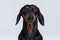 Portrait of an adorable short haired Dachshund, black and tan, studio shot,  on gray