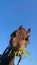 PORTRAIT: Adorable shot of a stallion while pasturing in idyllic countryside.