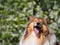 Portrait of adorable sleepy tired rough collie with blooming tree background