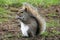 Portrait of an adorable Squirrel munching on a little snack