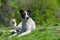 Portrait of adorable stray dog