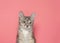 Portrait of an adorable tabby kitten on pink