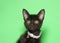 Portrait of an adorable tiny black  kitten wearing a bright sparkling silver collar, too large