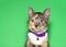 Portrait of an adorable tiny calico kitten wearing a bright purple collar