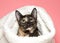 Portrait of an adorable tortie tabby kitten peaking out of sheep skin blanket