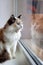 Portrait of adorable tortoiseshell fluffy cat with blue eyes and open mouth sitting near to a window