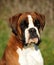 Portrait of an adorable tricolor boxer dog standing in a park