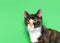 Portrait of an adorable tricolor calico kitten looking to viewers right