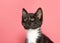 Portrait of an adorable tuxedo kitten looking up curiously to left, pink background