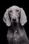 Portrait of an adorable Weimaraner