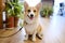 Portrait of adorable welsh corgi dog smile face sitting in coffee cafe.The puppy is sitting waiting for orders from the owner with