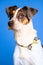 Portrait of an adorable white dog with a checked bow tie on blue background - dog up for adoption