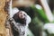 Portrait of an adorable white-tufted-ear marmoset monkey