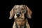 Portrait of an adorable wired haired Dachshund with closed eyes