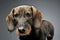 Portrait of an adorable wired haired Dachshund looking curiously at the camera