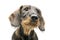 Portrait of an adorable wired haired Dachshund looking up curiously