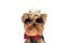 Portrait of adorable yorkie dog with clothes and sunglasses