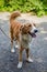 Portrait of adorable young beige and white dog