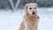 Portrait Of Adorable Young Golden Retriever In Winter