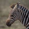 Portrait of an adorable zebra in the grassland in Africa