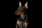 Portrait of adorable Zwergpinscher dog posing isolated on dark background. Concept of beauty, motion, pets love, animal