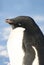 Portrait of an adult Adelie penguin against a blue sky.