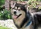 Portrait of adult alaskan malamute male