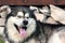 The portrait of adult alaskan malamute male