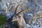 Portrait adult alpine capra ibex capricorn standing on rock