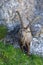 Portrait adult alpine capra ibex capricorn standing rock meadow