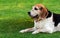 Portrait of an adult Beagle dog