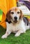 Portrait of an adult Beagle dog
