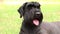 portrait of an adult black dog Giant Schnauzer in the park in the sun in summer in Ukraine, Giant Schnauzer