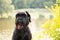 portrait of an adult black dog Giant Schnauzer in the park in the sun in summer in Ukraine, Giant Schnauzer black