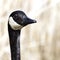 A portrait of an adult Canada Goose (Branta canadensis).