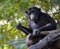 Portrait of a adult chimpanzee